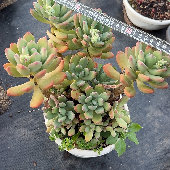 青星美人835 多肉植物一物一拍