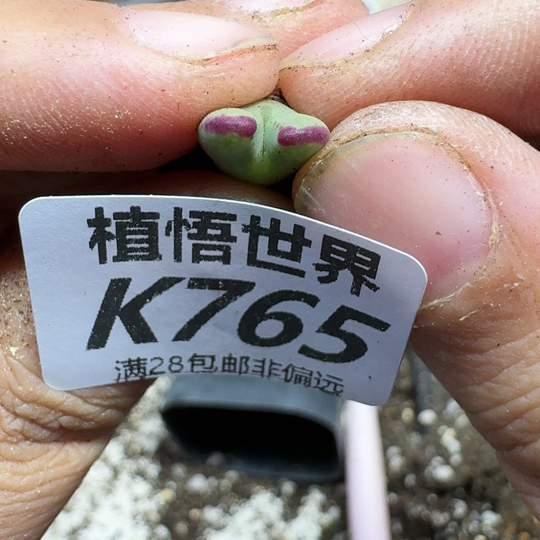 多肉W的动作的润泽ghn