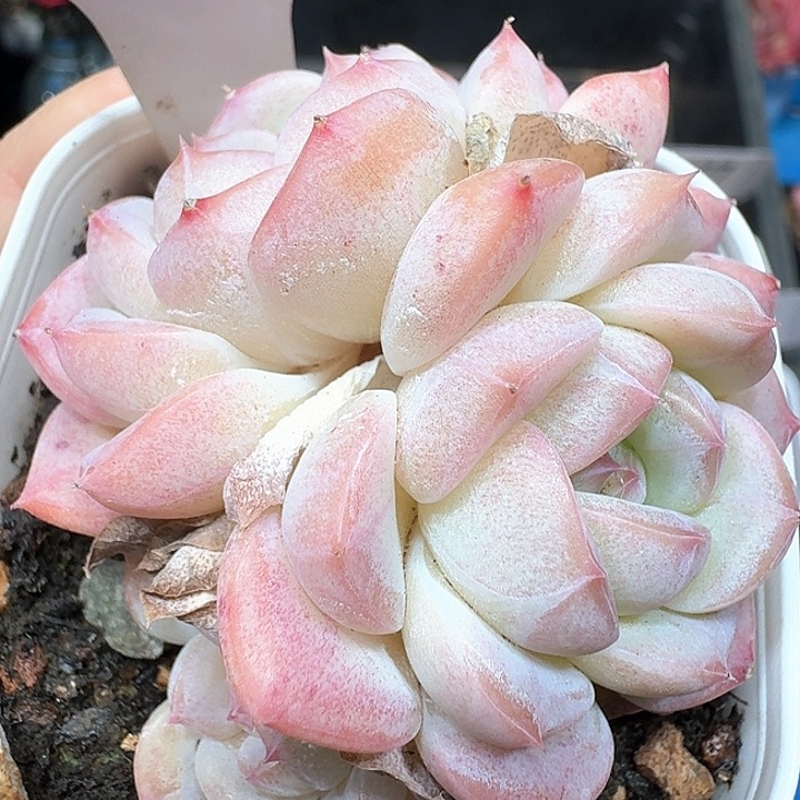 樱花多肉植物494