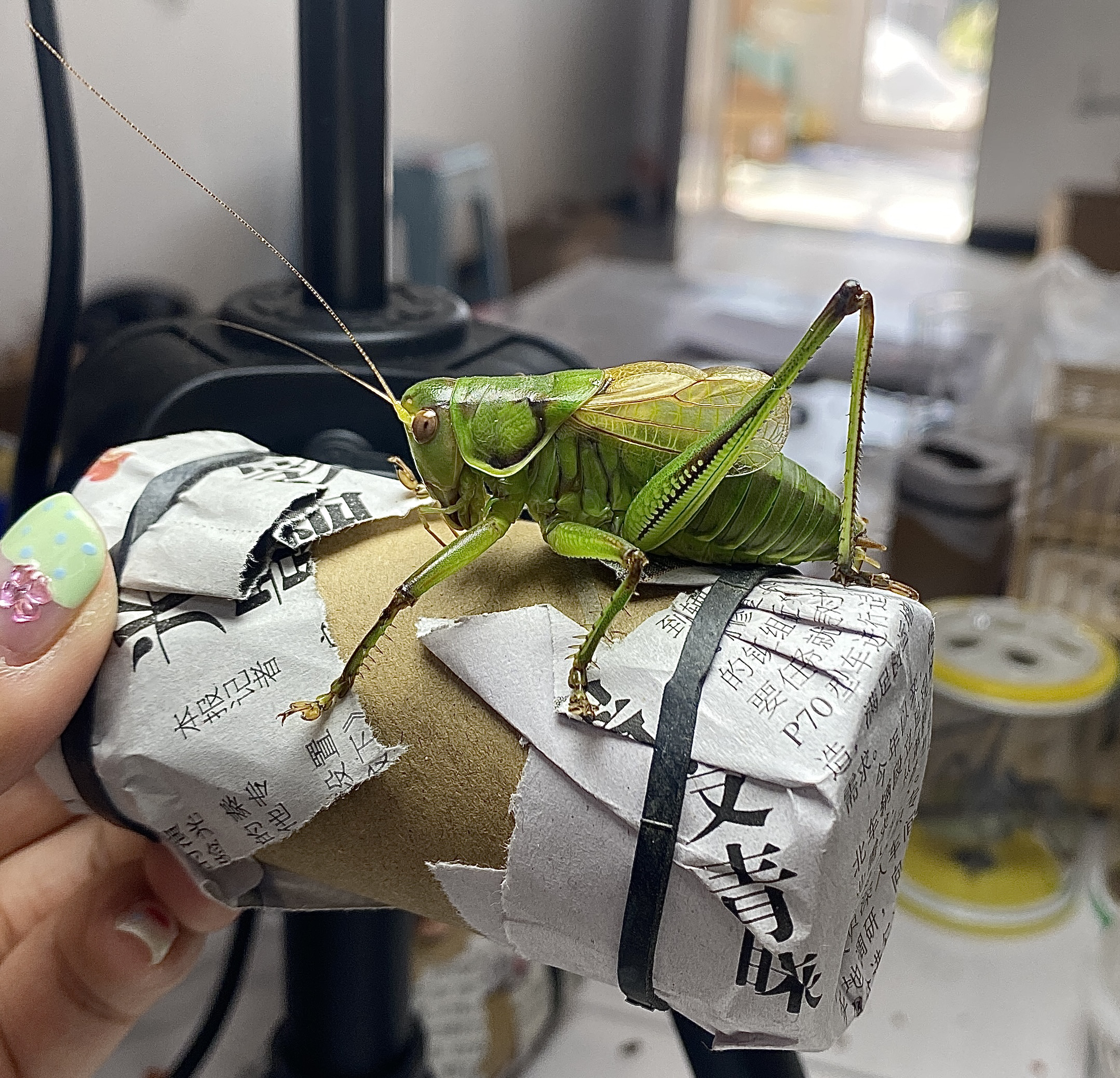 【直播间下单链接】精品山青蝈蝈一只