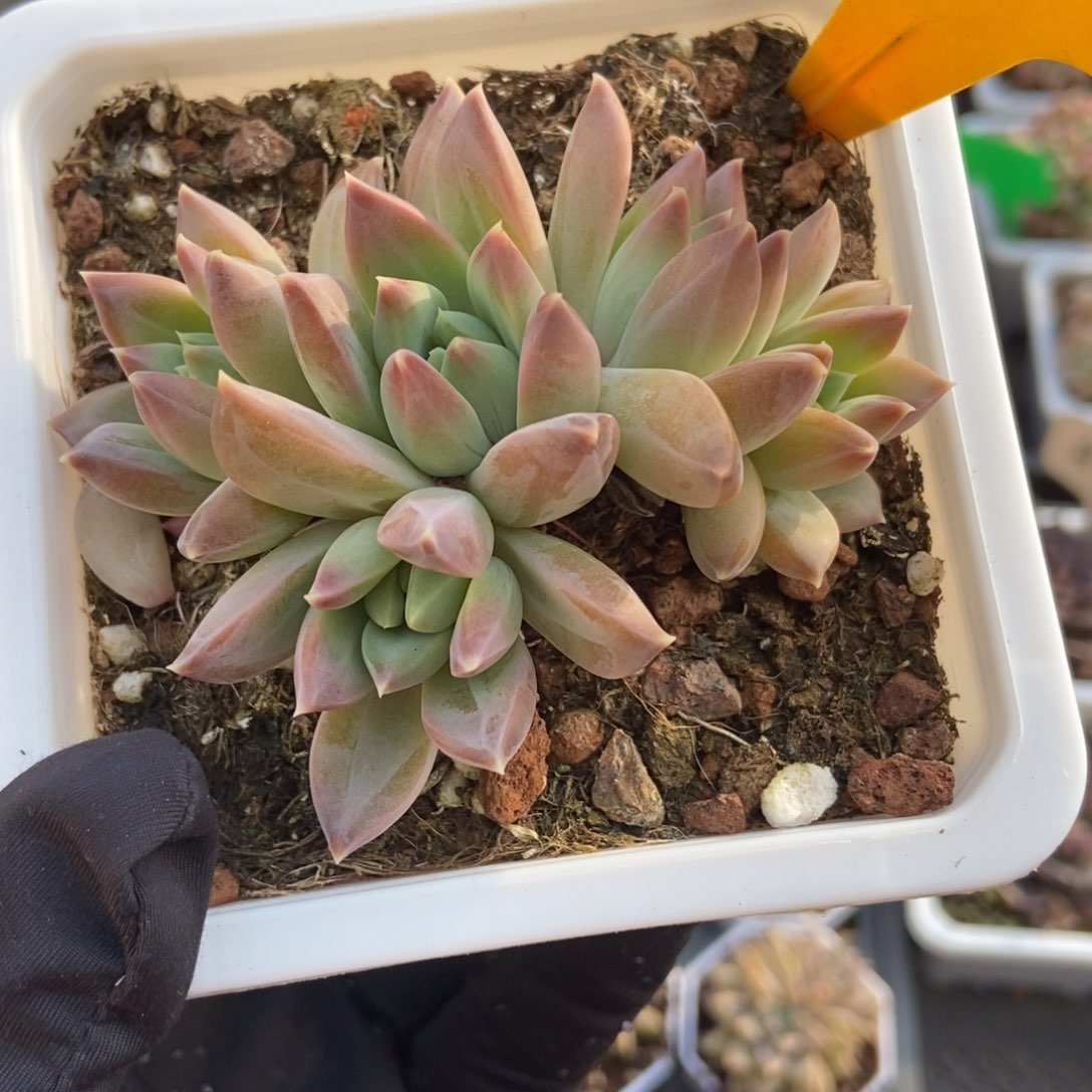 6133牧斯美人多肉植物保护