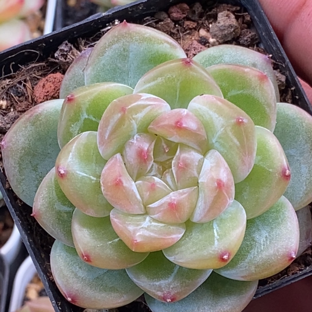 天官赐福百无禁忌