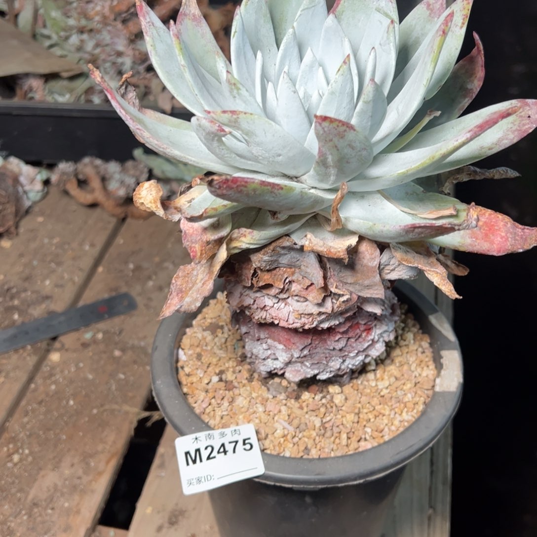 不****?475哈哈哈哈哈哈哈哈