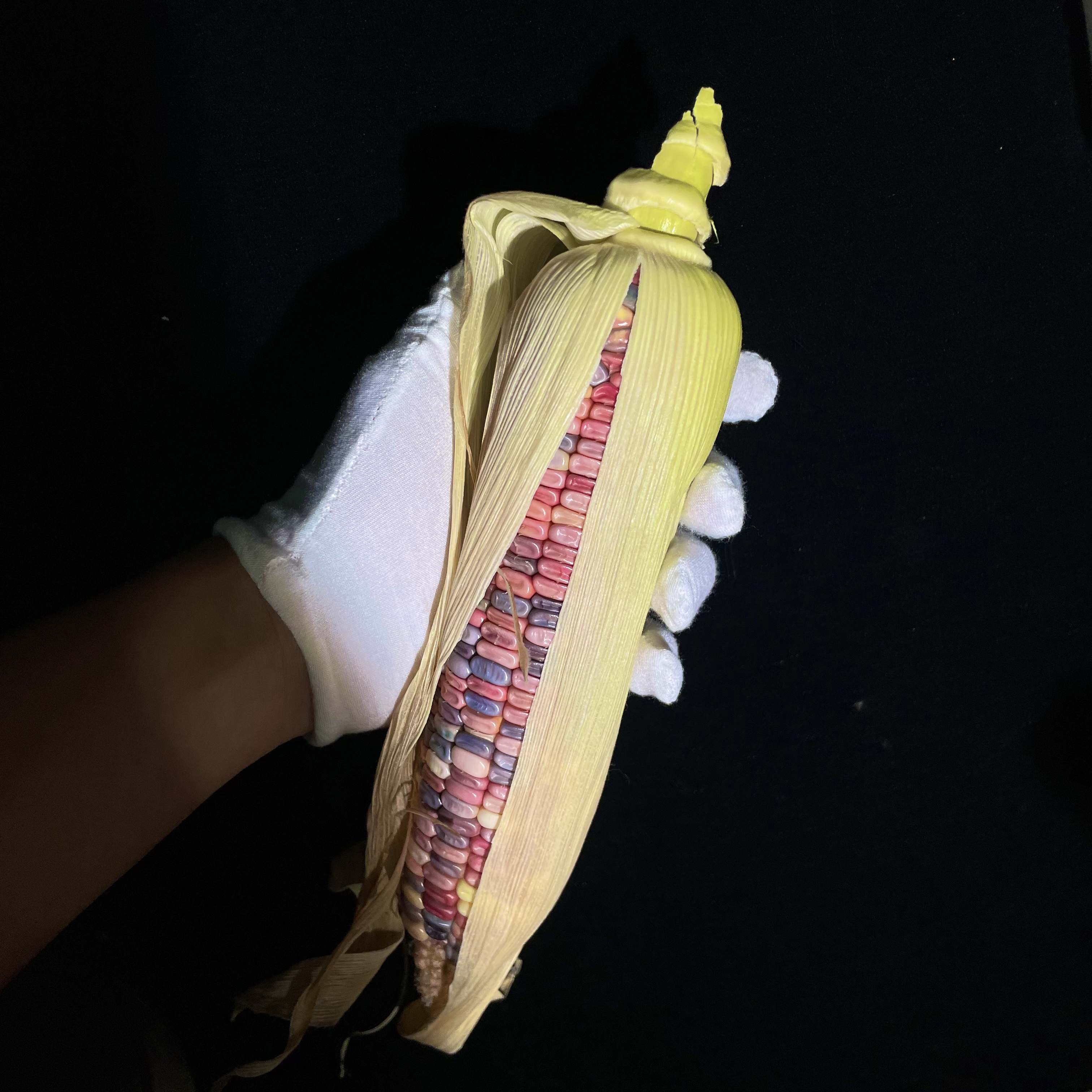 文玩玉米(图片仅参考)