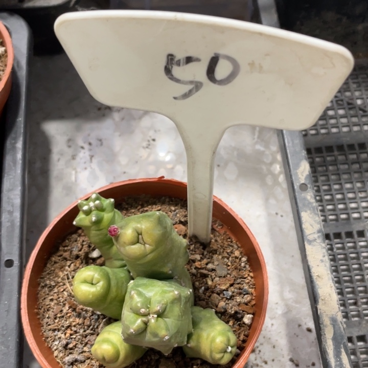 橙桃新品多头一物一拍50