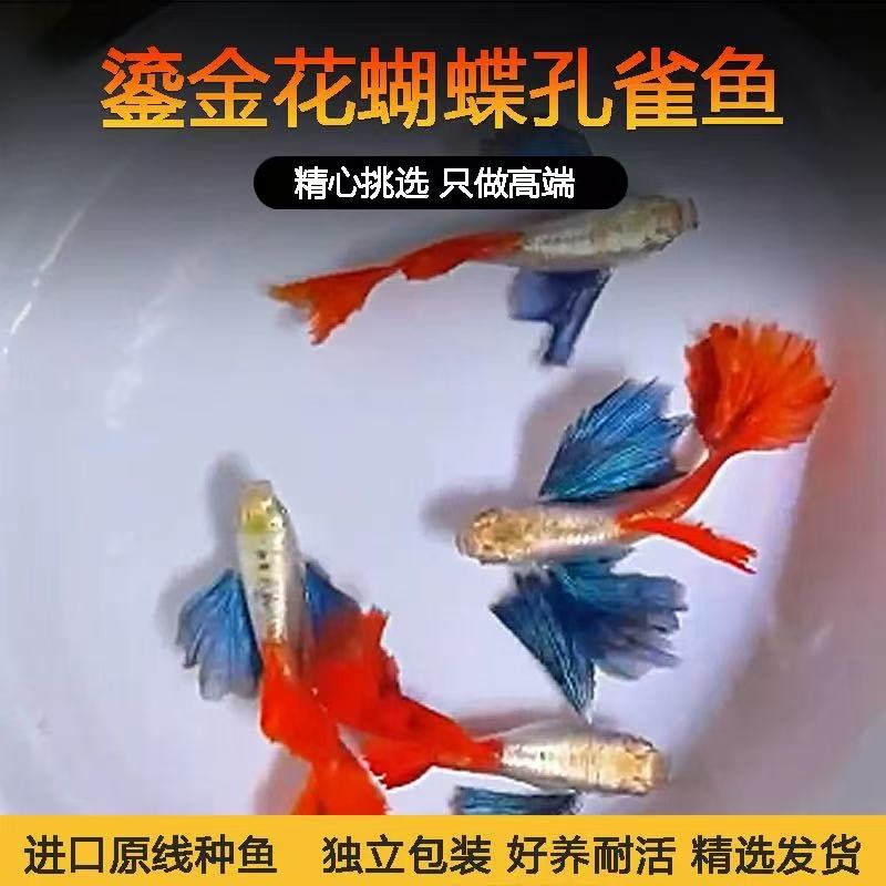 精品白金象耳孔雀鱼活体活鱼热带鱼高端大尾孔雀鱼观赏鱼
