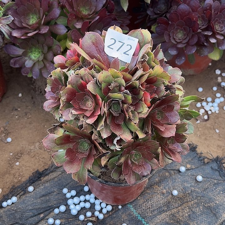 272韶修七彩多肉