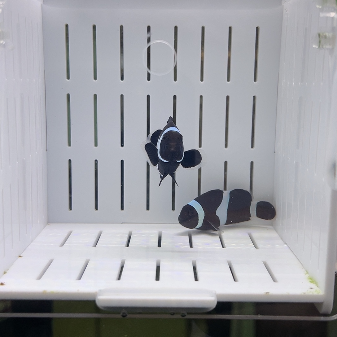 海水鱼澳黑小丑鱼