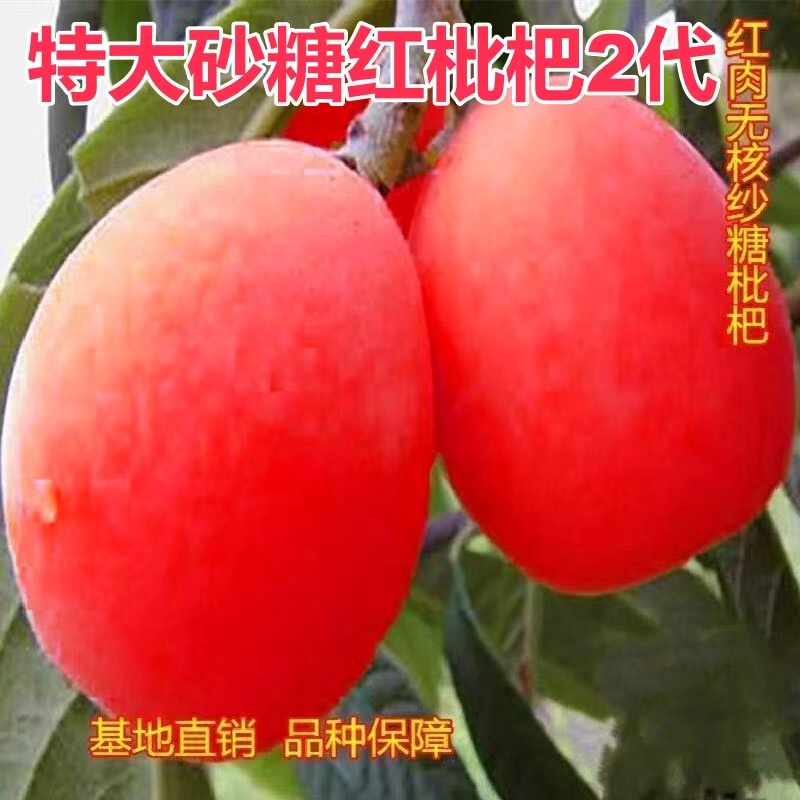 新品种嫁接无核砂糖红枇杷果树苗耐寒南北方种植当年结果无籽枇杷