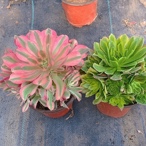 330粉女巫青檬多肉植物