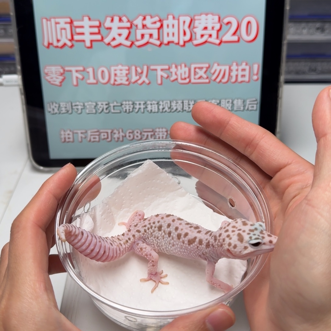 豹纹守宫超级雪花红眼暴龙迷