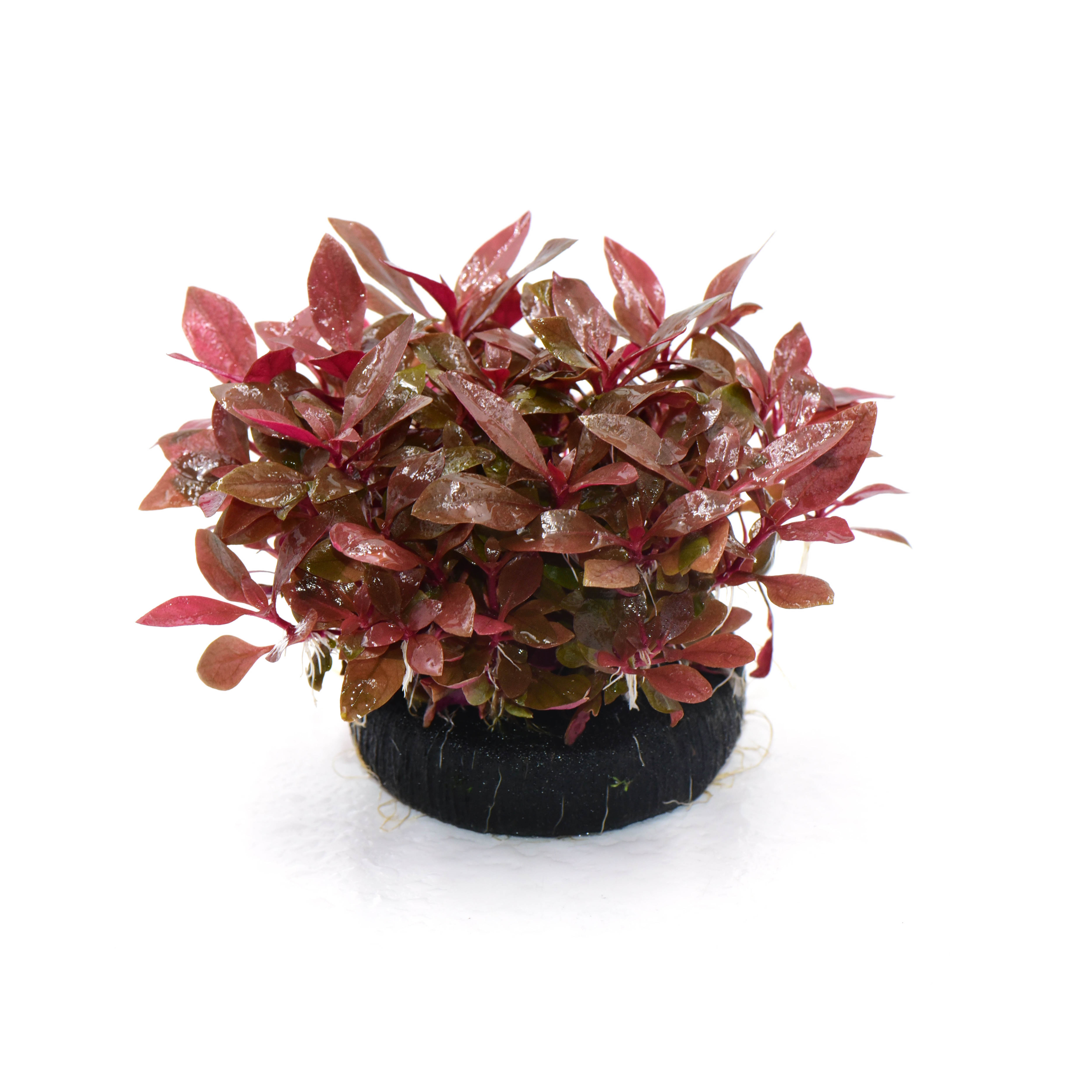 【直播福利】丹麦红玫瑰坨草 新手懒人水草 无需底沙入缸成景