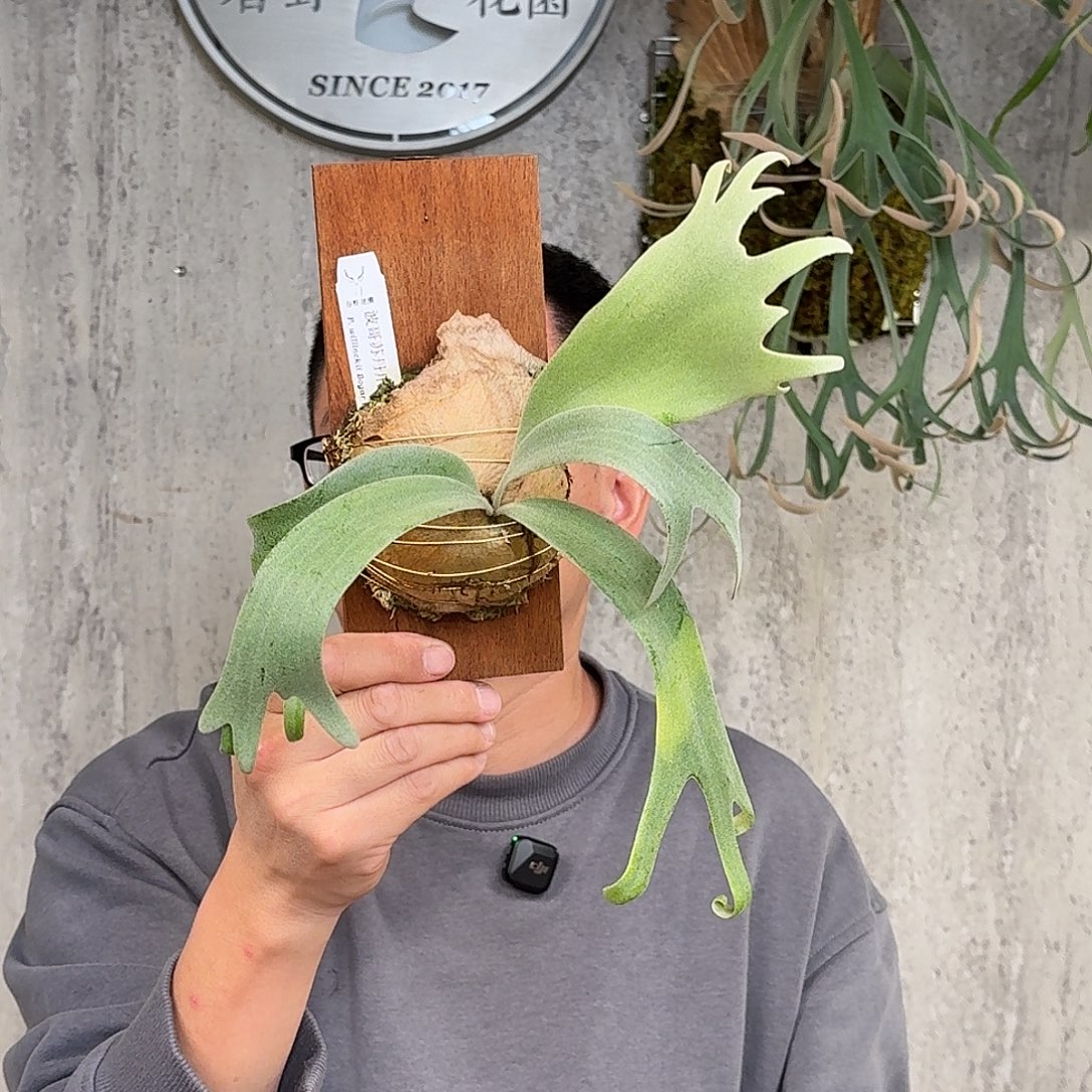 完全开放波哥苏丹爪哇鹿角蕨书签板春野花园