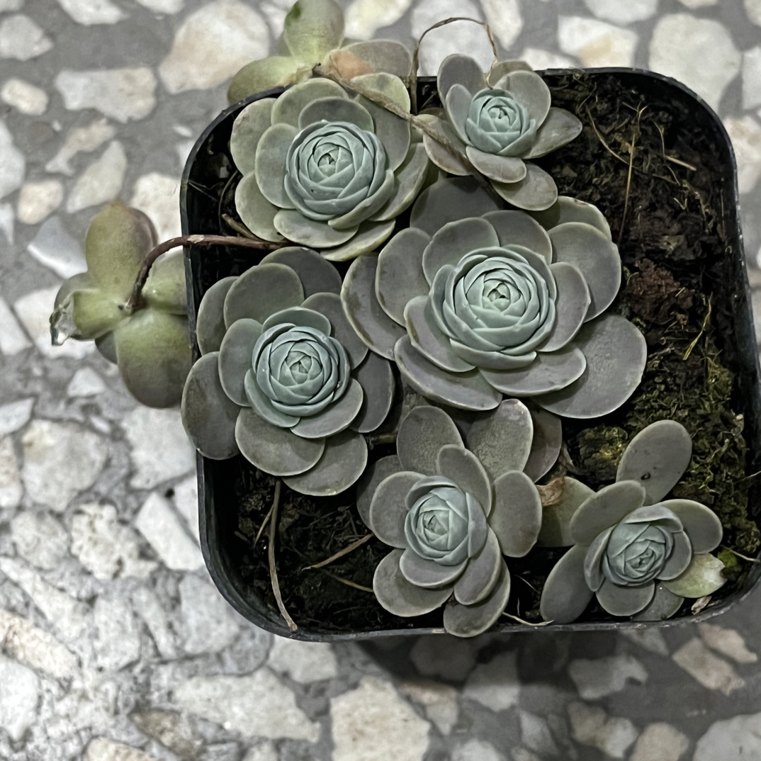 蓝玫瑰 子持莲华 多肉植物