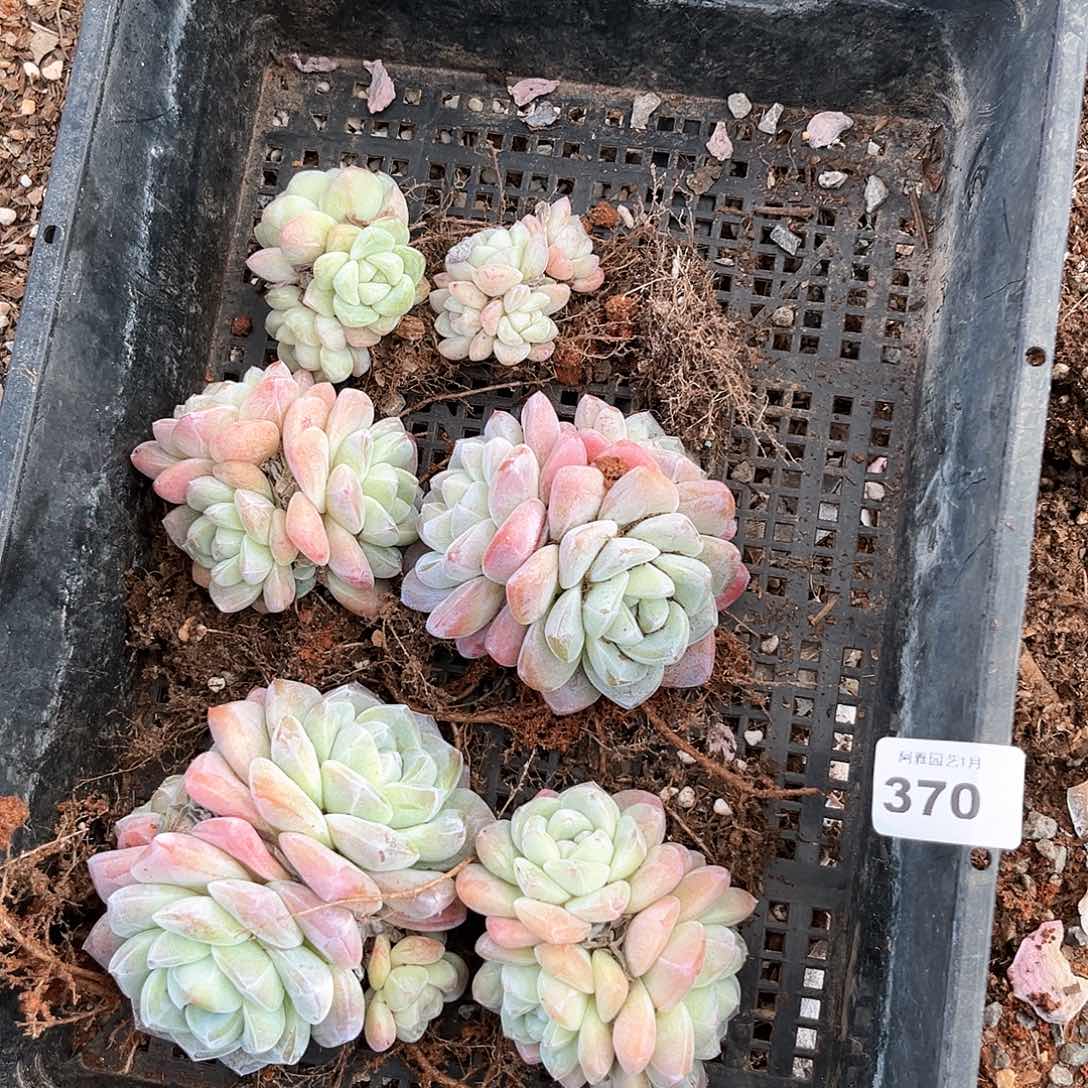 阿雅园艺。           带桩370