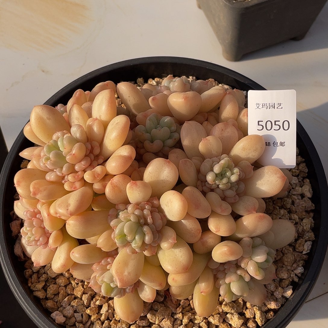 比尔盖茨050 多肉多肉多肉