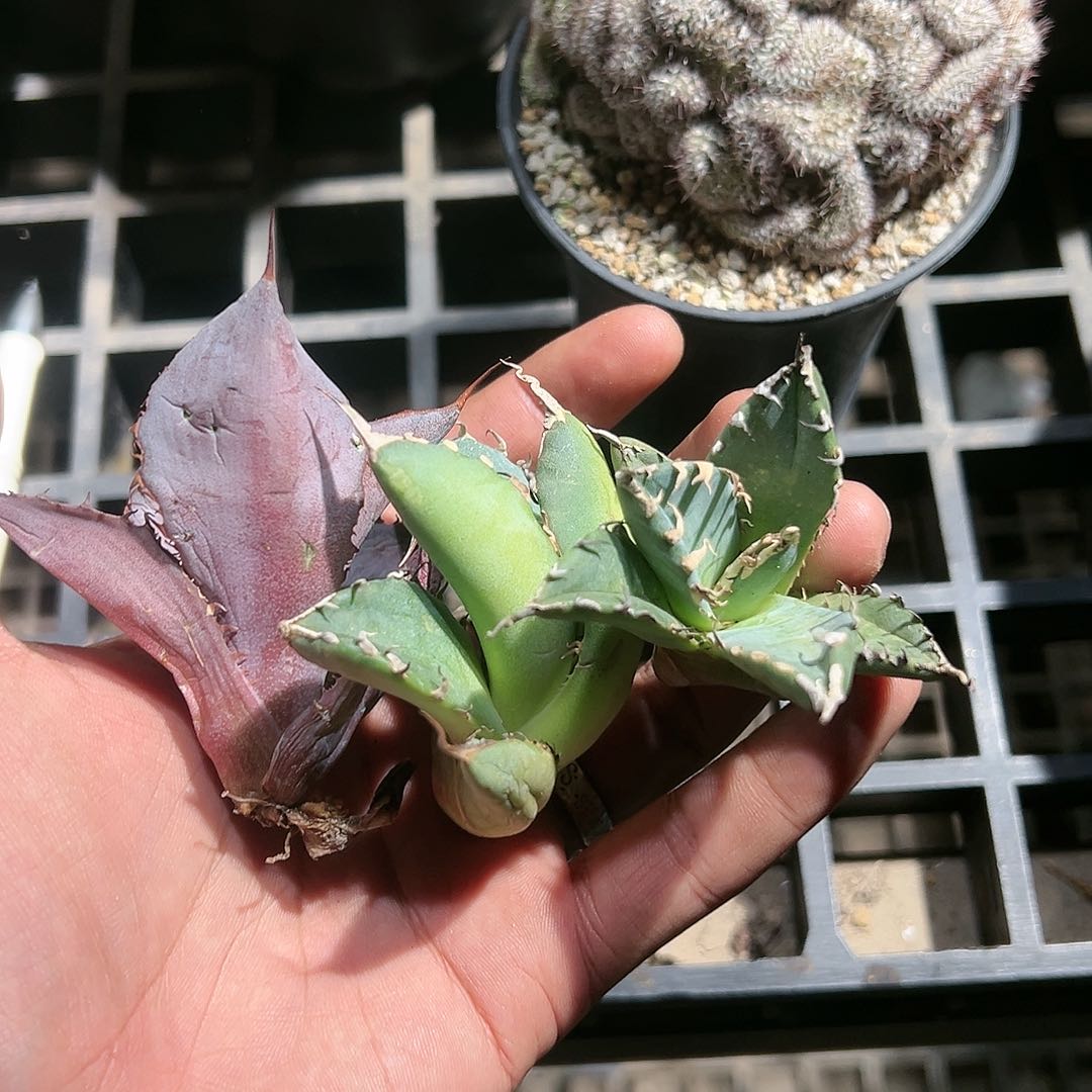 三个龙舌兰一组 88