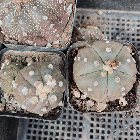 2845处理实生仙人球