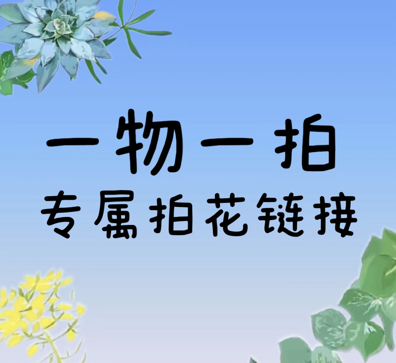 精品秋石斛《青苹果》石斛兰一物一拍