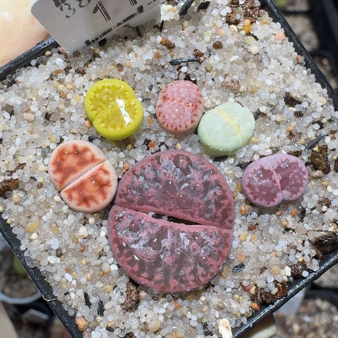 zzz美货便宜啦1129