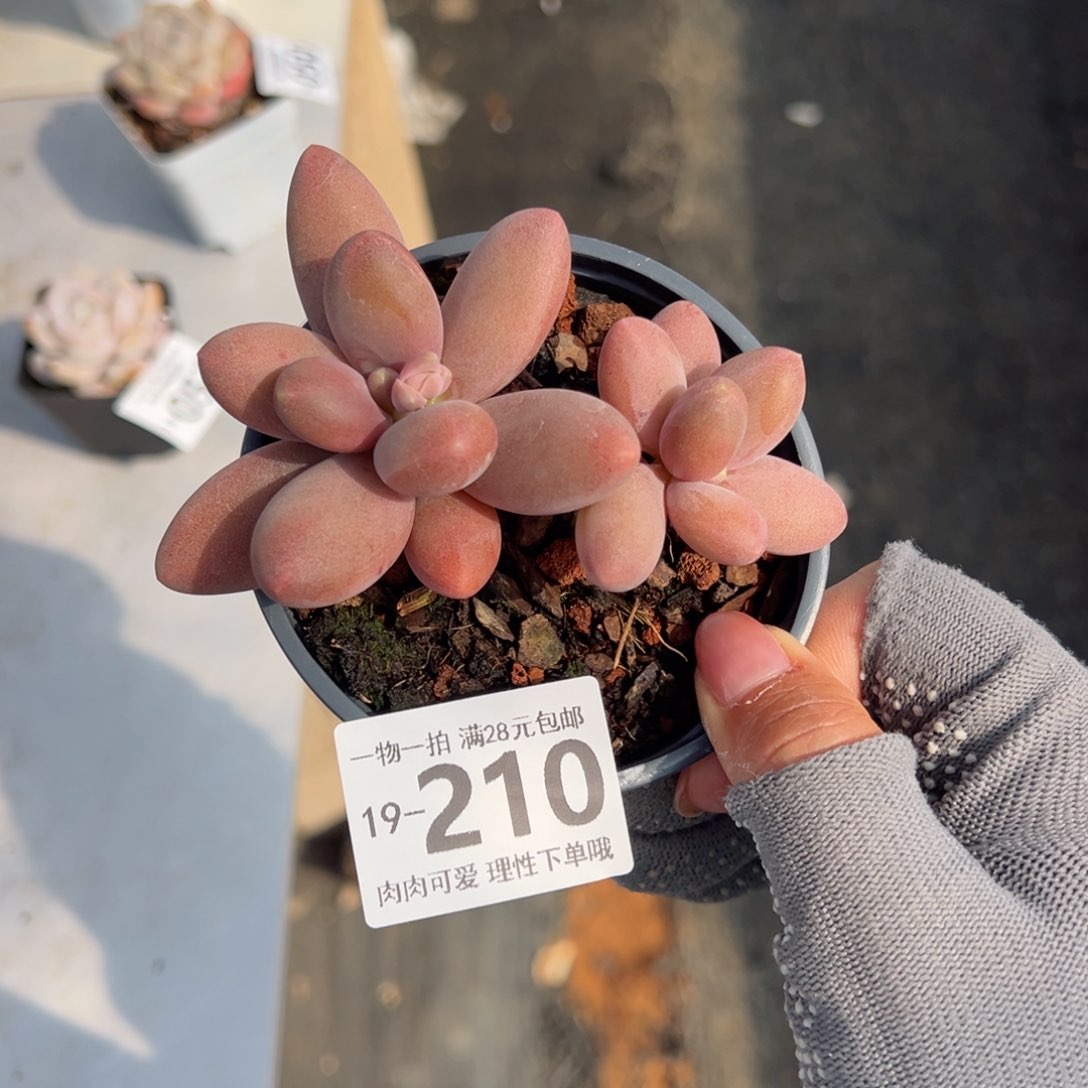 糖果美人多肉多肉多