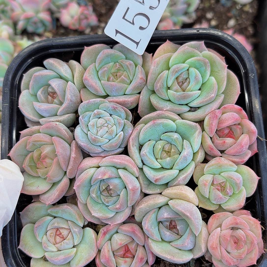 +**～多肉植物多肉植物155
