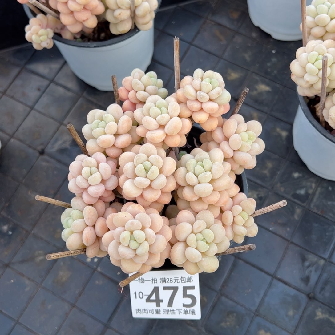 洛可可多肉多肉多肉多肉