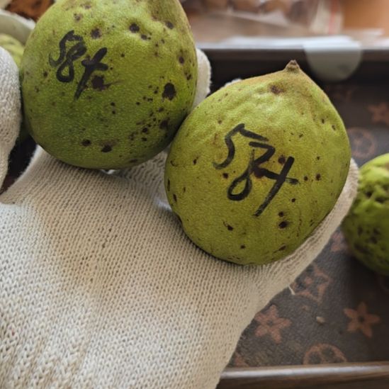 核桃官帽麒麟纹青皮不退不换定制款58+