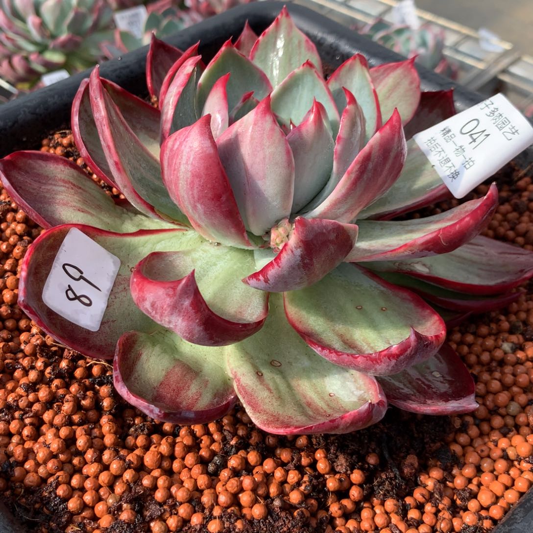 041惊鸿单头。轻微瑕疵。尺寸17。多肉植物