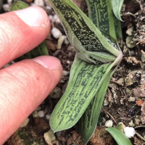 旋转蜗牛花锦蜗牛