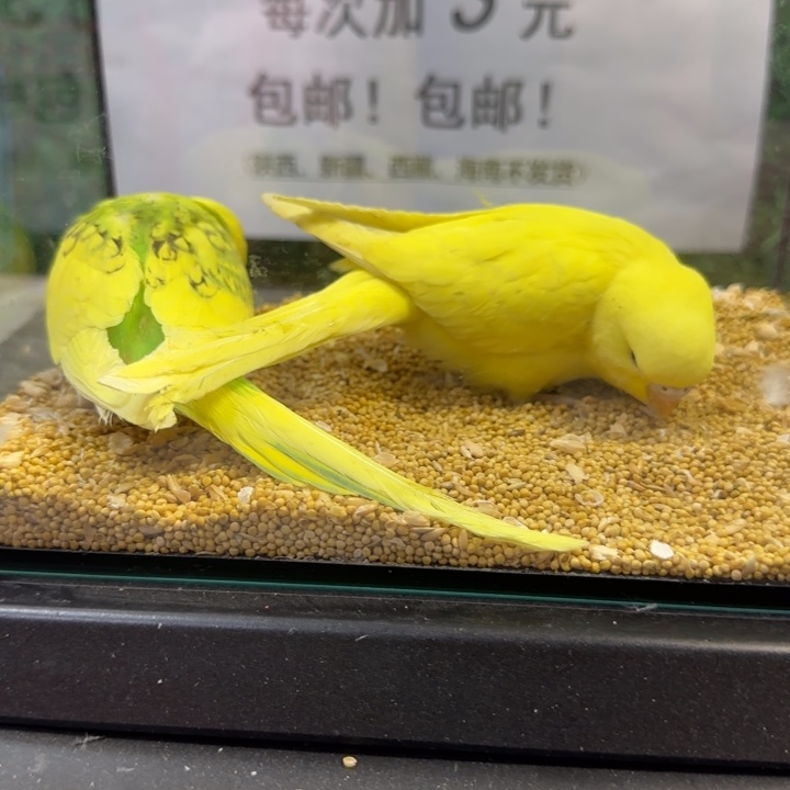 虎皮鹦鹉大头虎皮鹦鹉