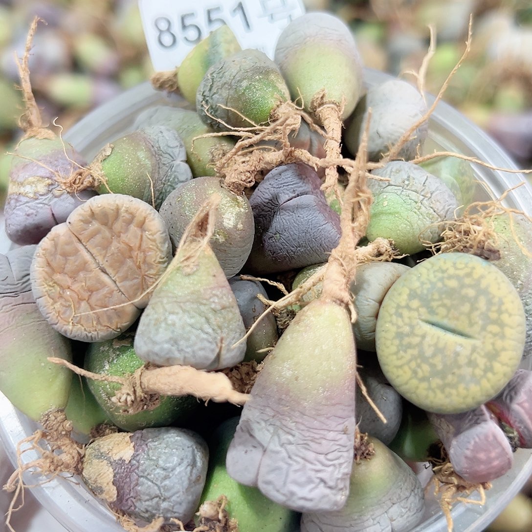 8551四年生石花母本混合50个有瑕疵特价处理