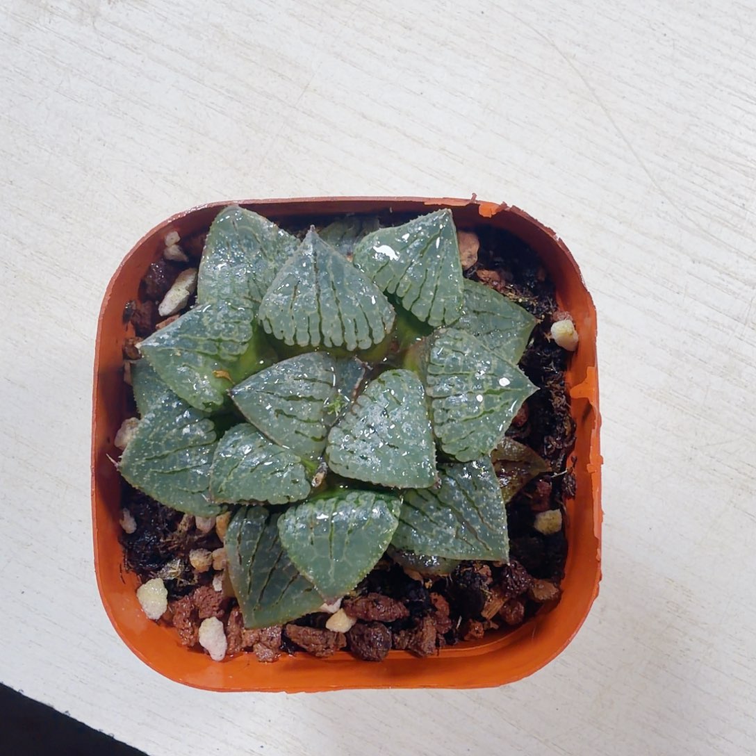 m***~无花朵十二卷香瓜岛