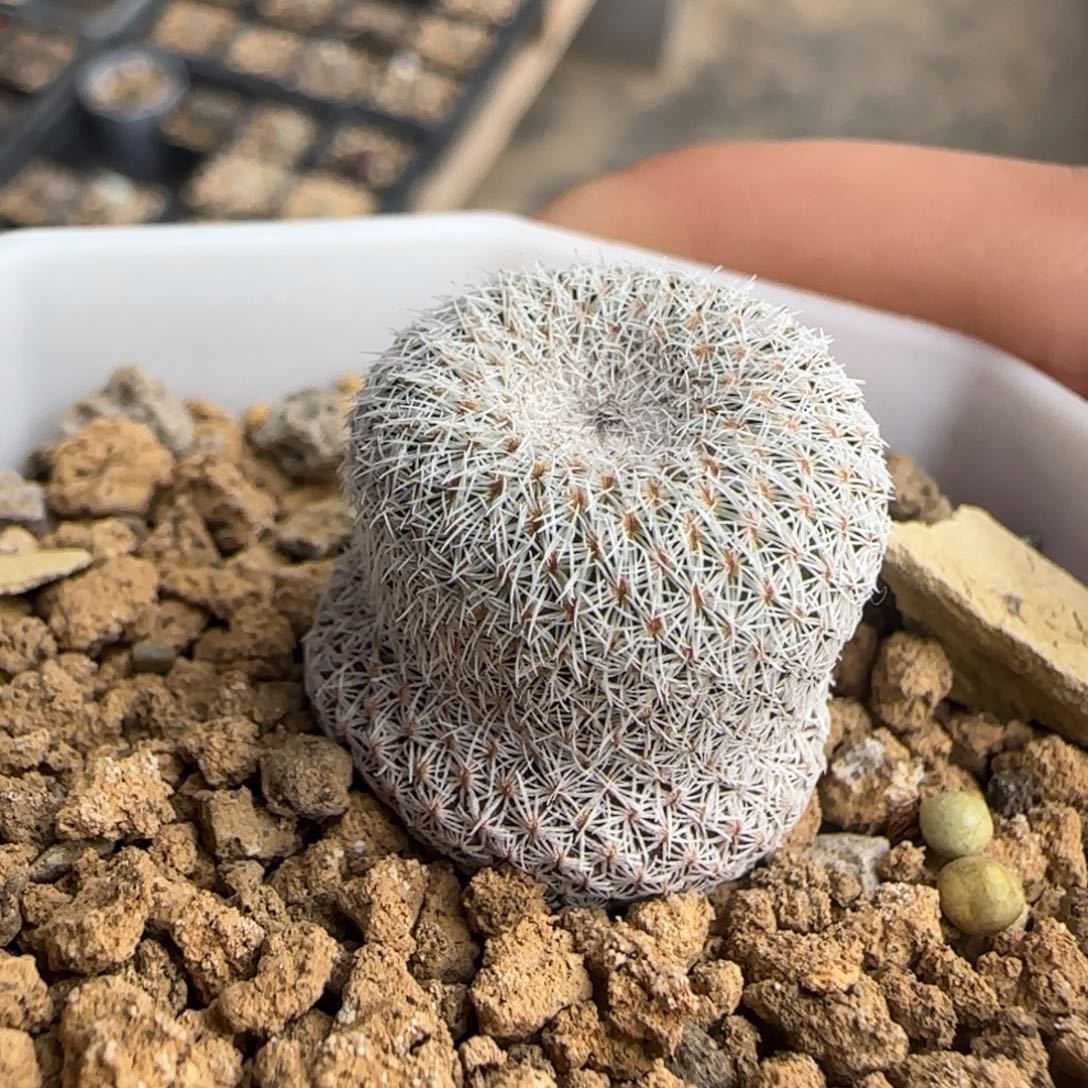 023实生乌月丸多肉2厘米