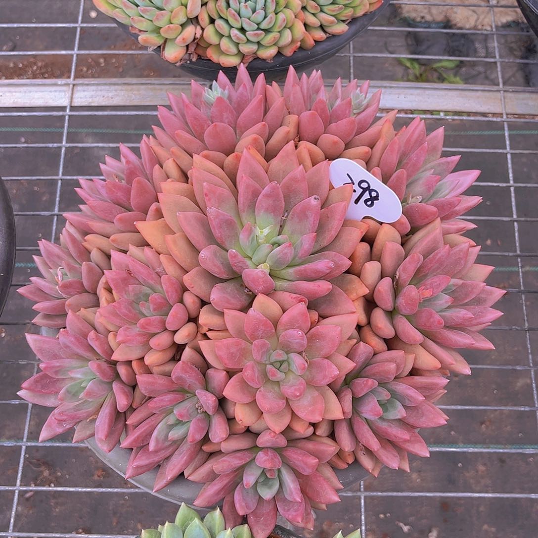 桃花源99999999999