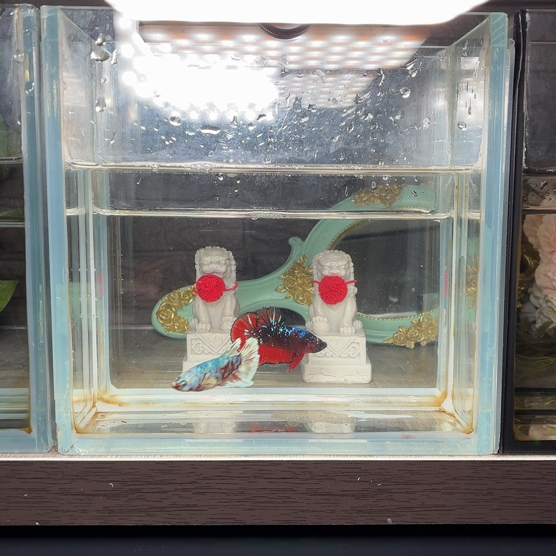 斗鱼巴塞隆半月母鱼