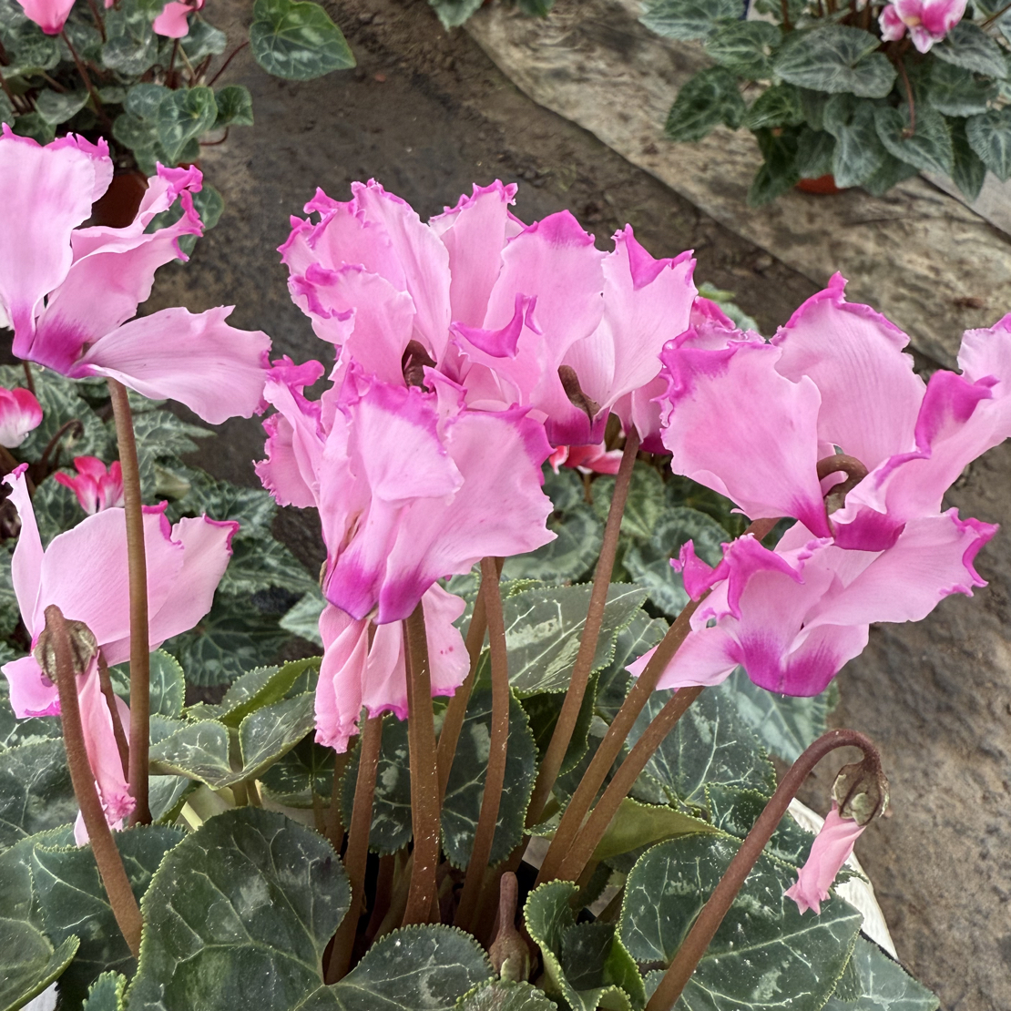 【维多利亚】仙客来盆栽