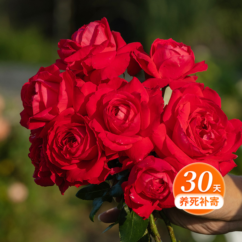 天狼月季 红石榴 自育月季多季低维护大花灌木月季阳台盆栽