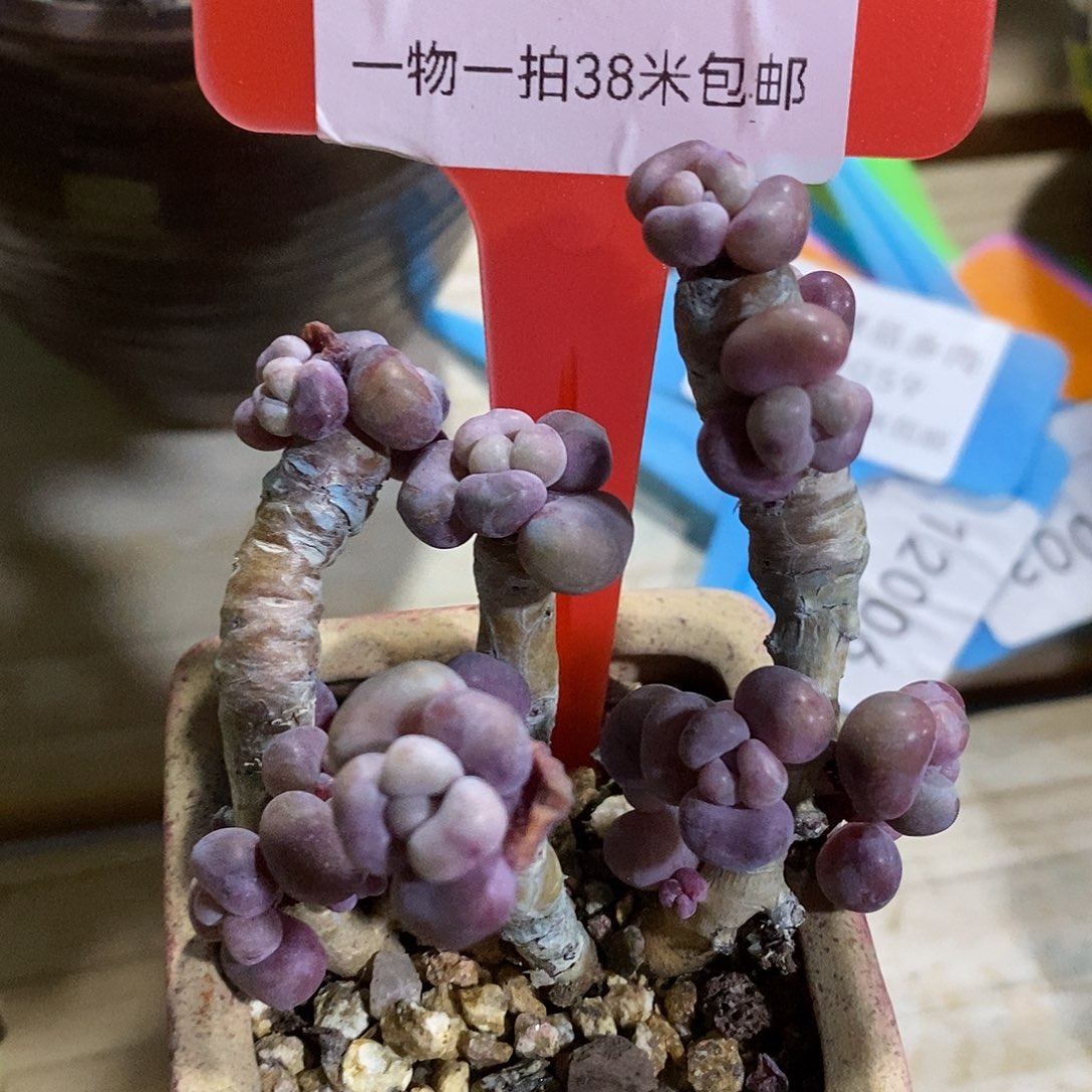 00634，璐璐图上咯某