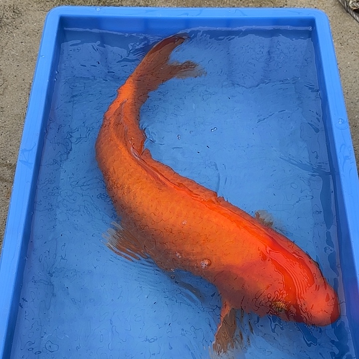 海水鱼赤目芒果红介