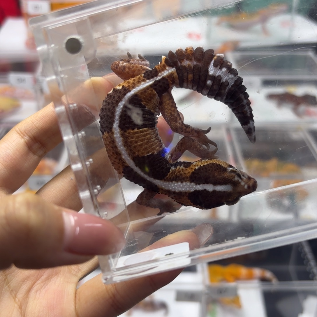 肥尾守宫原色直线 母 J049