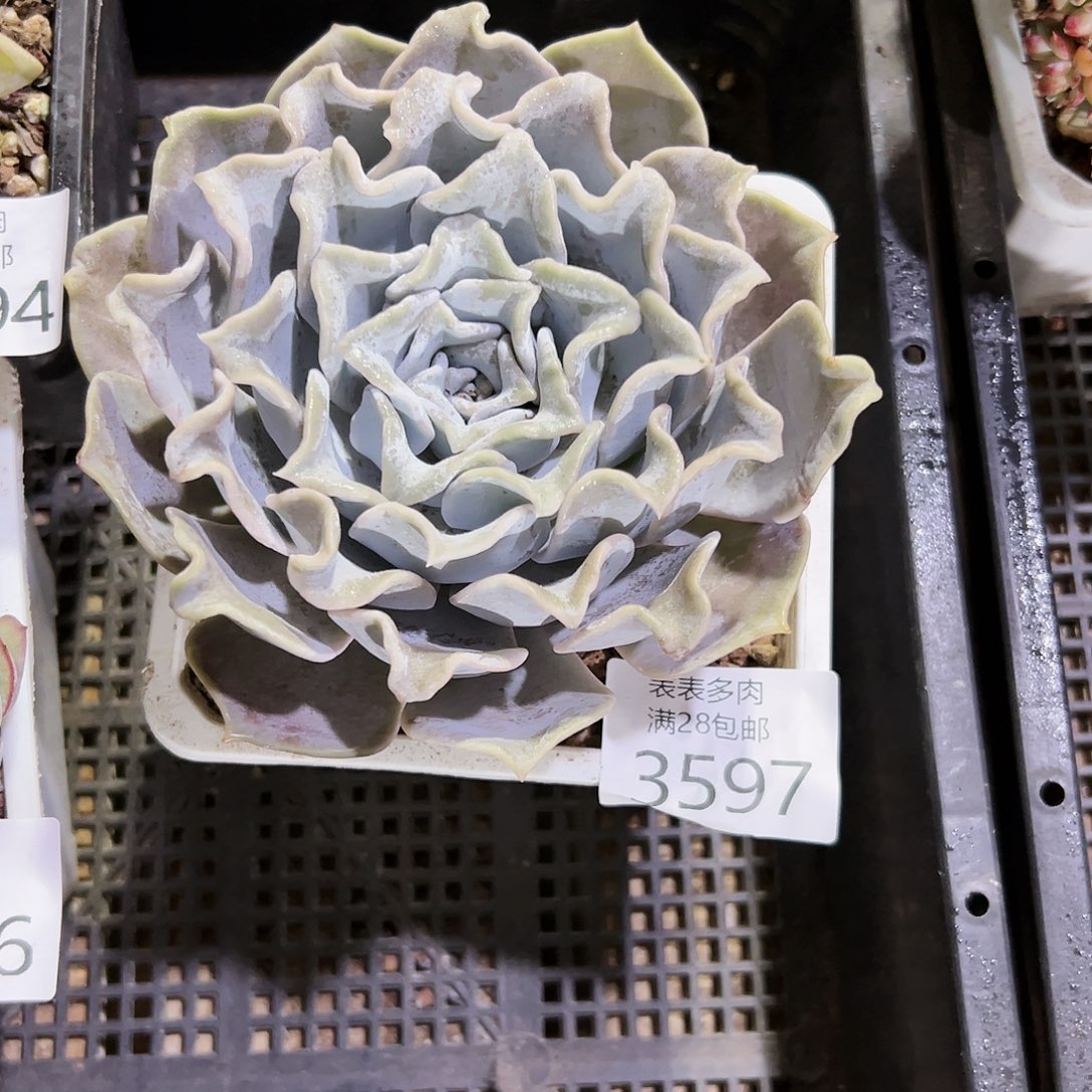 9号我们的生活3597