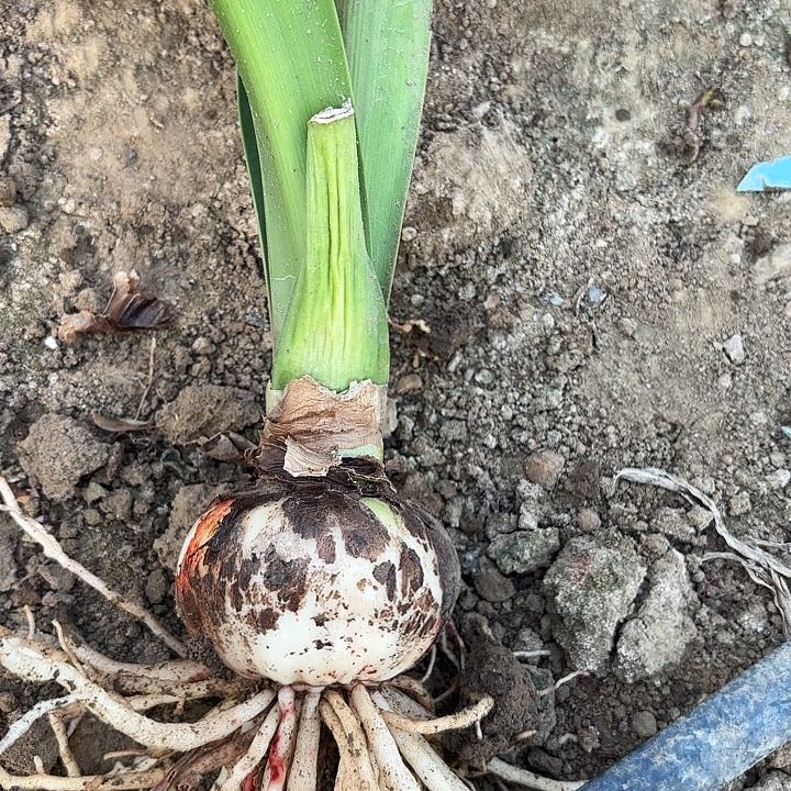 用****0糖果仙女有标3608包对版6-7