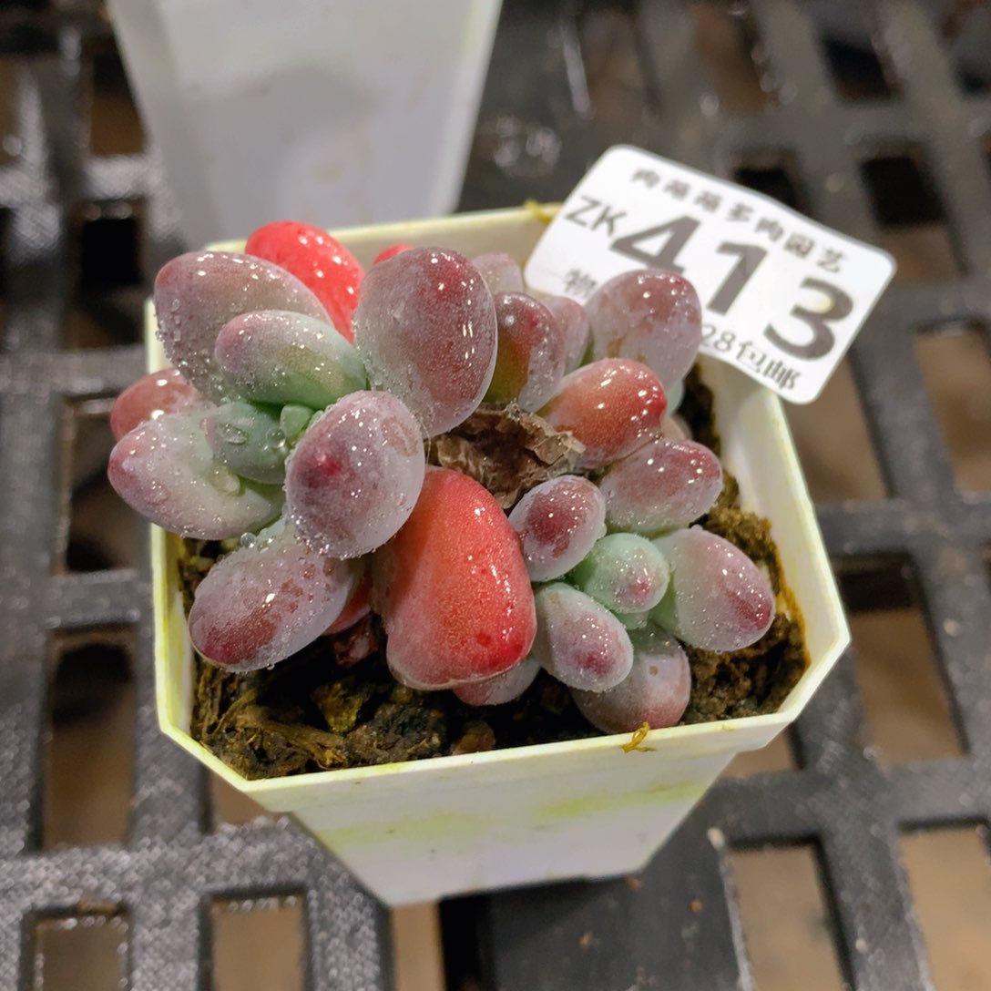 肉萌萌拇指盆精控多肉ZK413