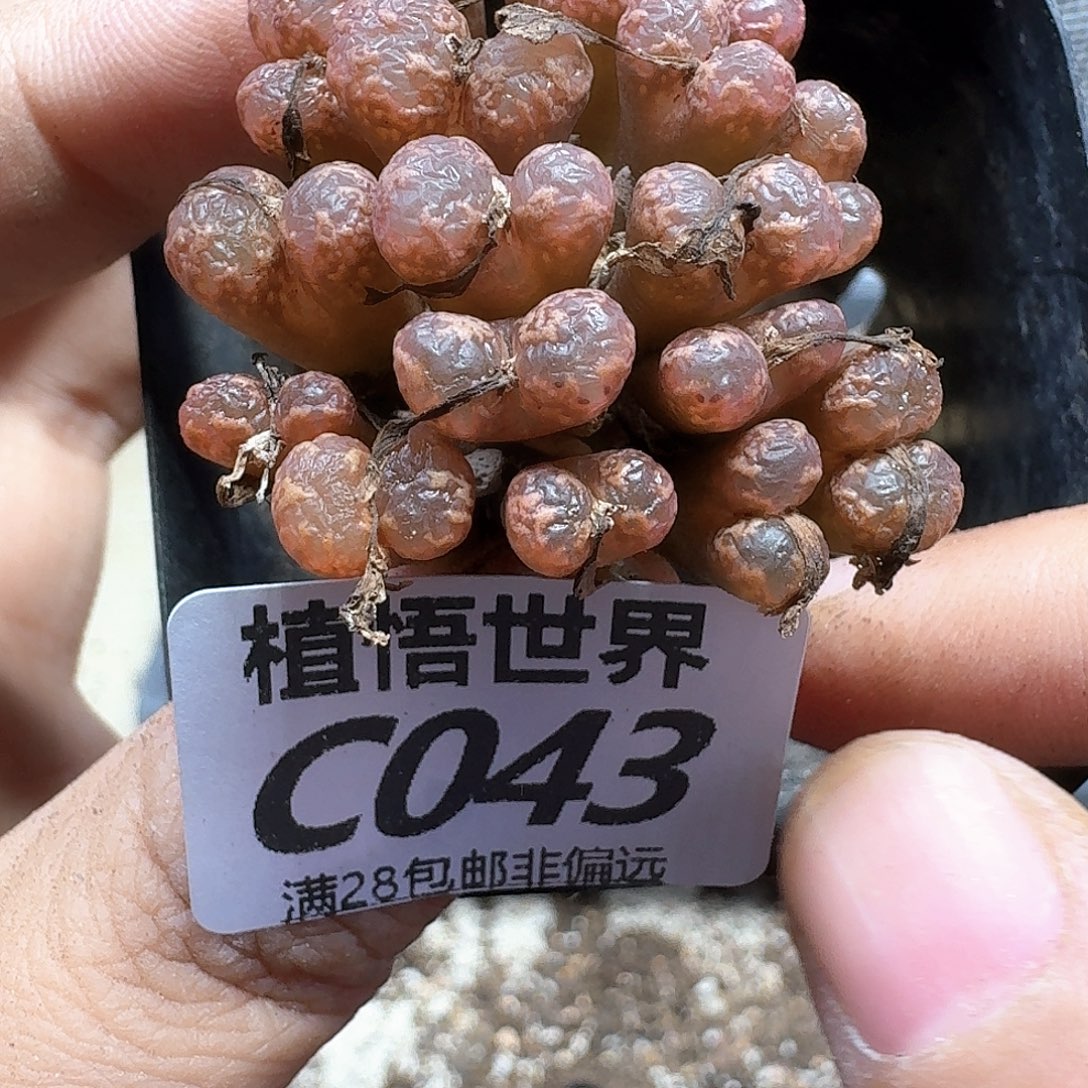 多肉植物的人生fhnn