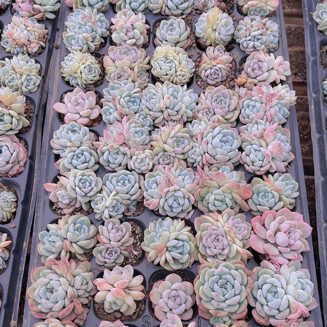 直播一物一拍多肉46