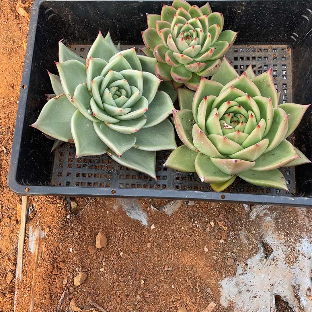 若如多云单拍A428