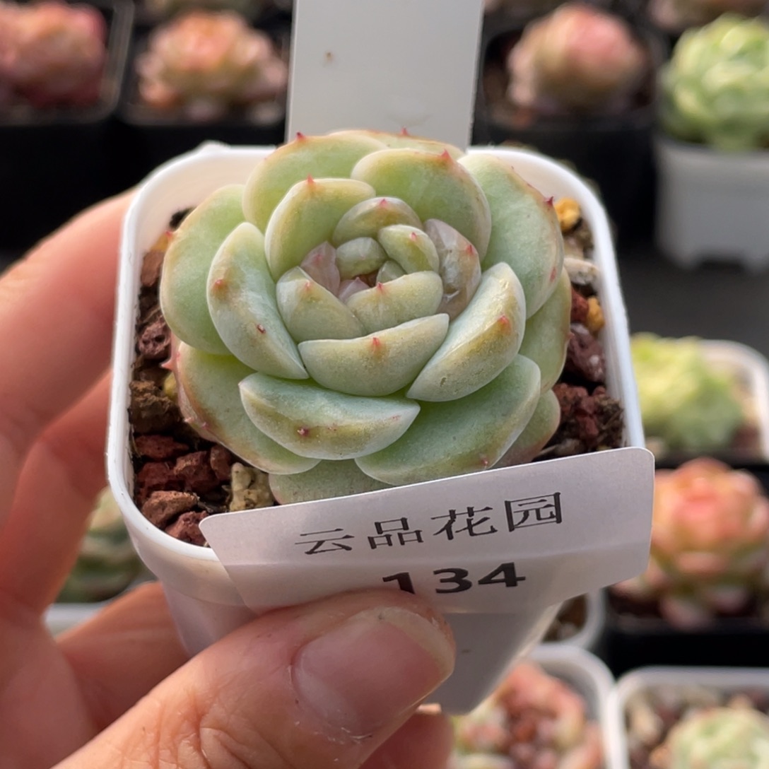 松***果134号糖心冰心珍妮 画卷