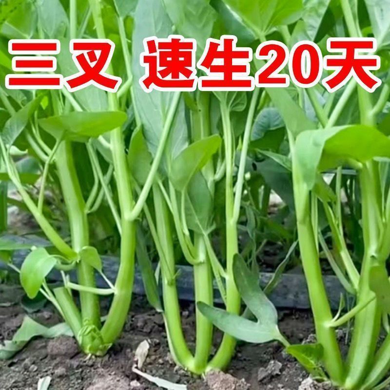 【全店6包包邮】正宗高产三叉空心菜种籽柳叶通心菜种子四季阳台