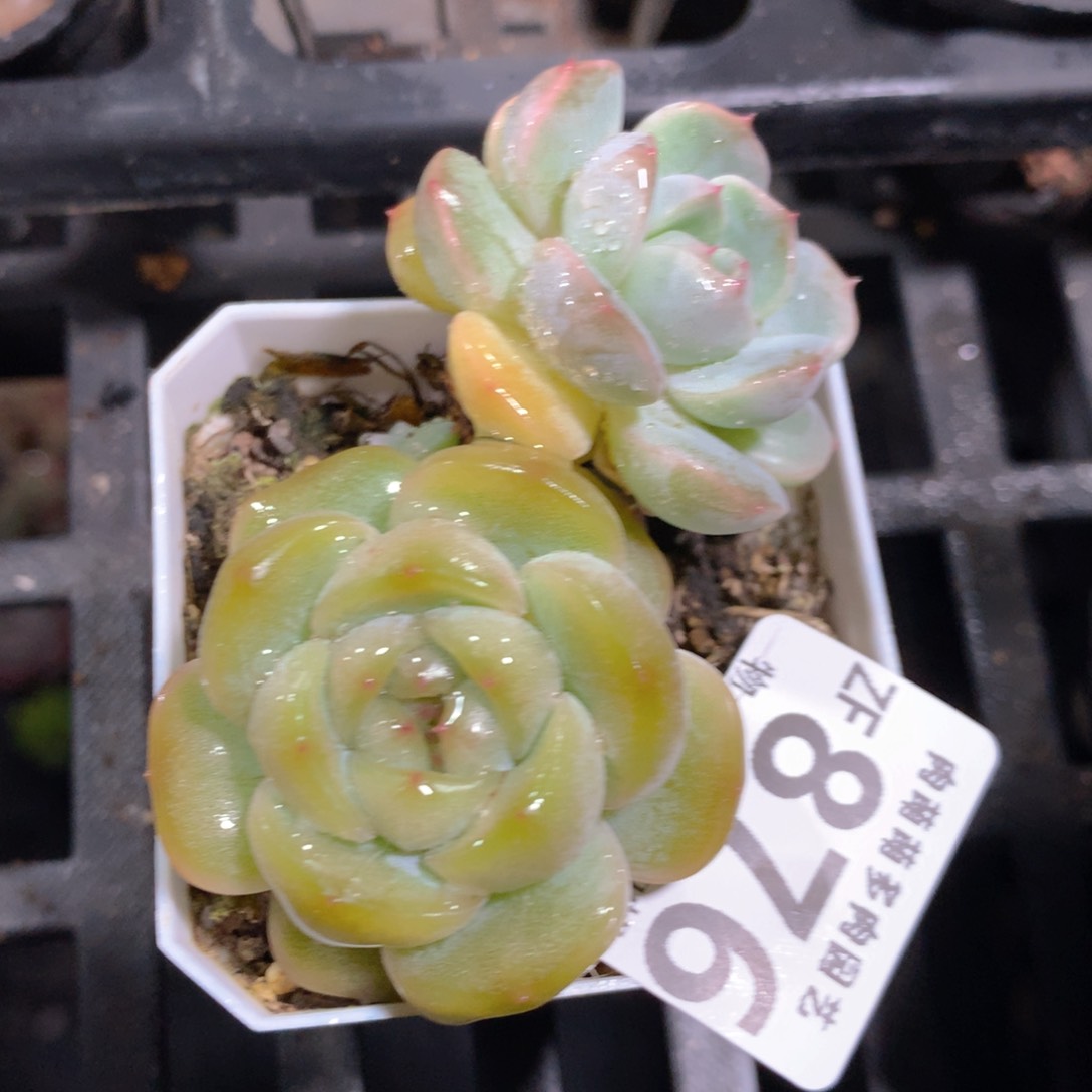 5CM拇指盆精控多肉ZF876